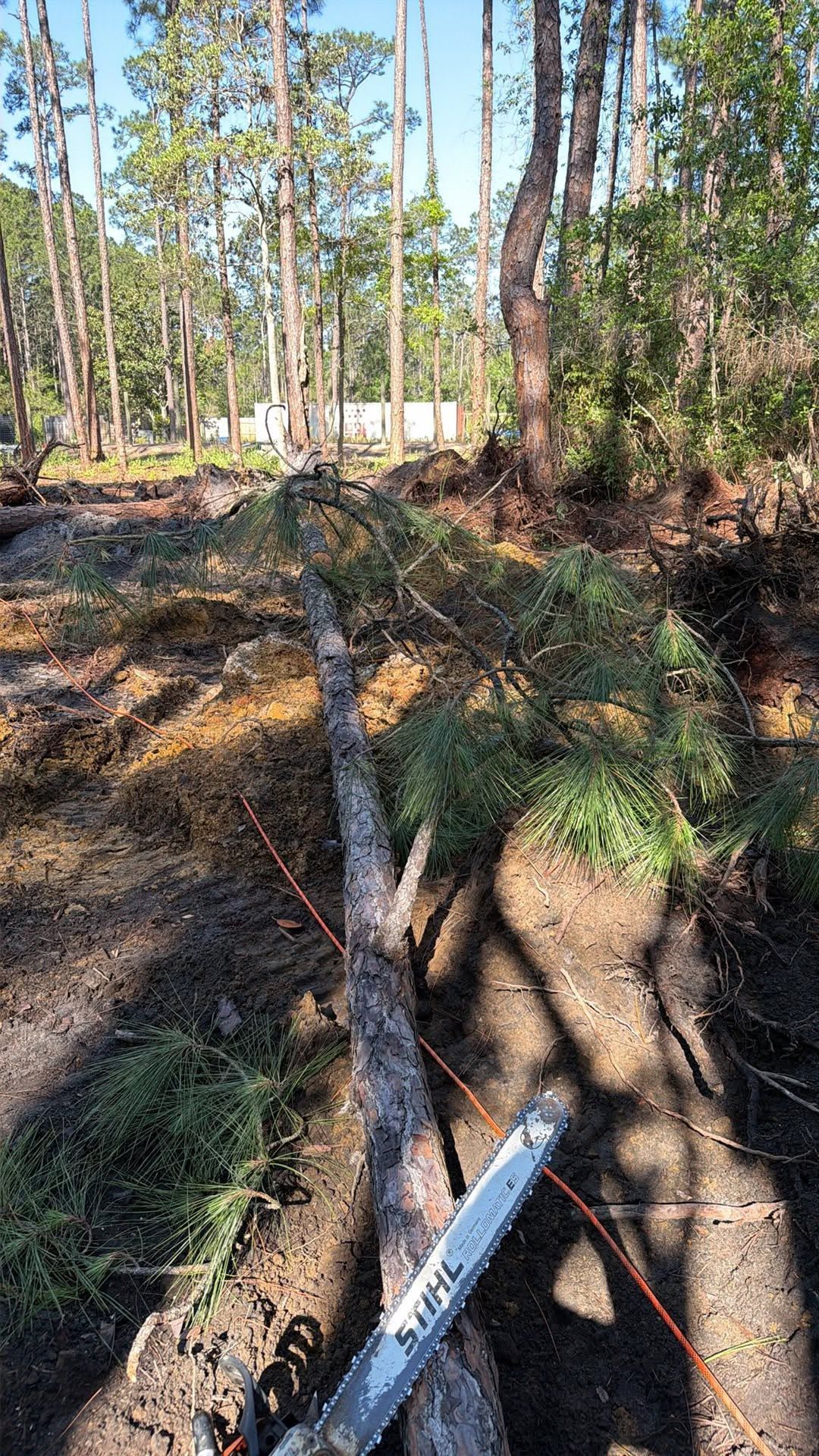 Forest trail with fallen logs and a blue-handled tool in the foreground under tall pine trees