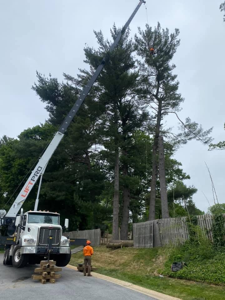 Crane truck pruning tall pine trees beside a fence, with a worker in orange safety gear below.