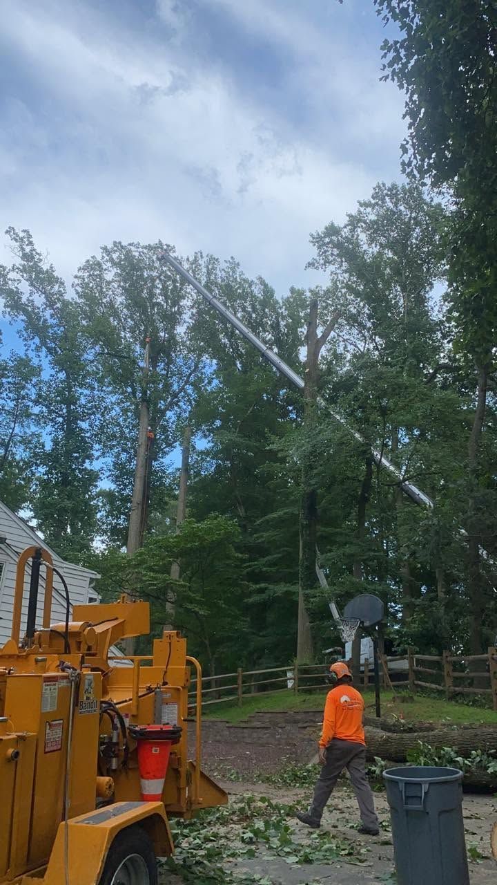 Workers trimming tall trees in a yard beside a house, with a bucket truck and safety gear.