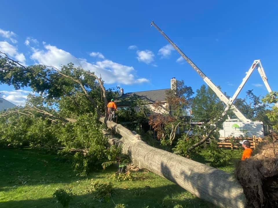 Workers clearing a fallen tree in a backyard, with a crane and blue sky in the background