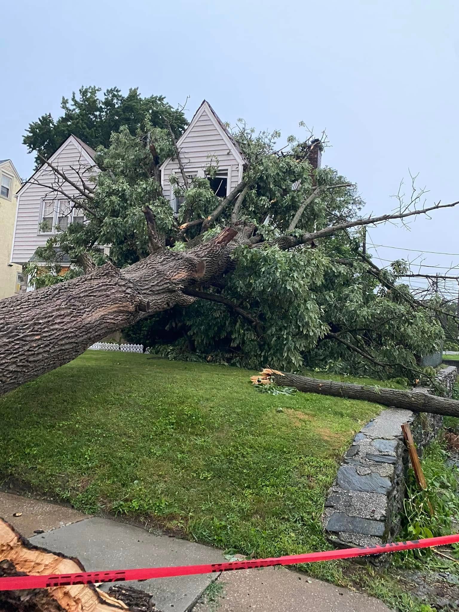 Large tree fallen across a yard, blocking the lawn near houses after storm damage.