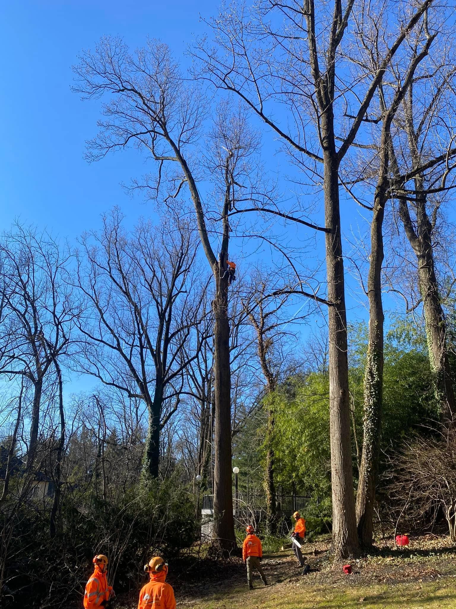 People in orange vests walking on a wooded trail under tall bare trees and a bright blue sky