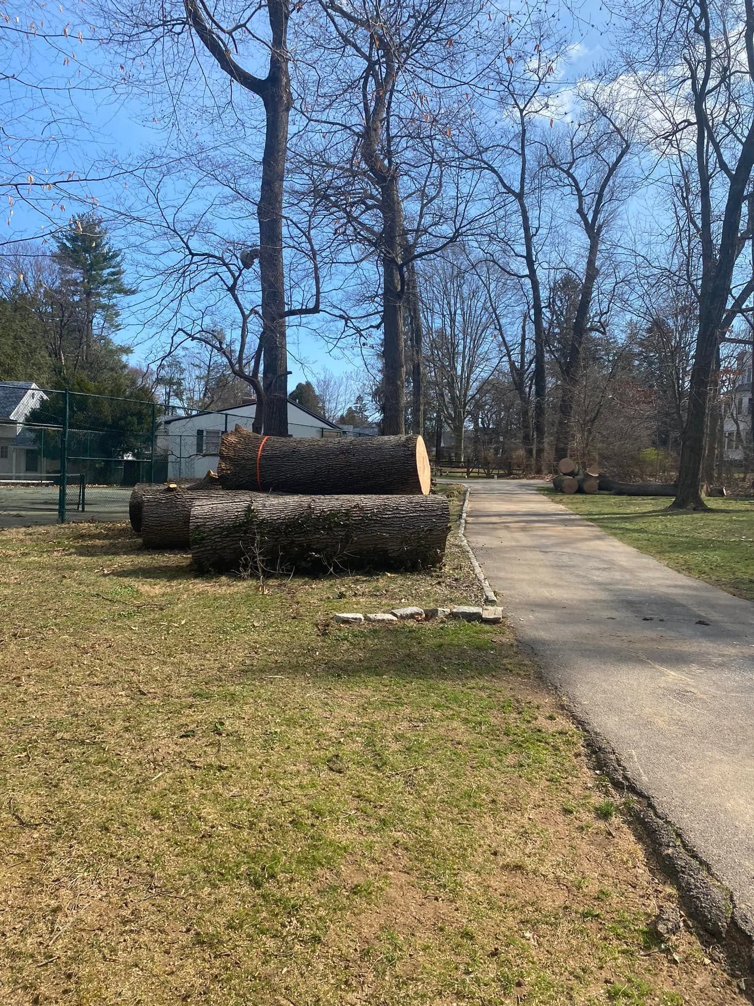 Sidewalk beside a lawn with stacked logs, tall trees, and a sunny residential street