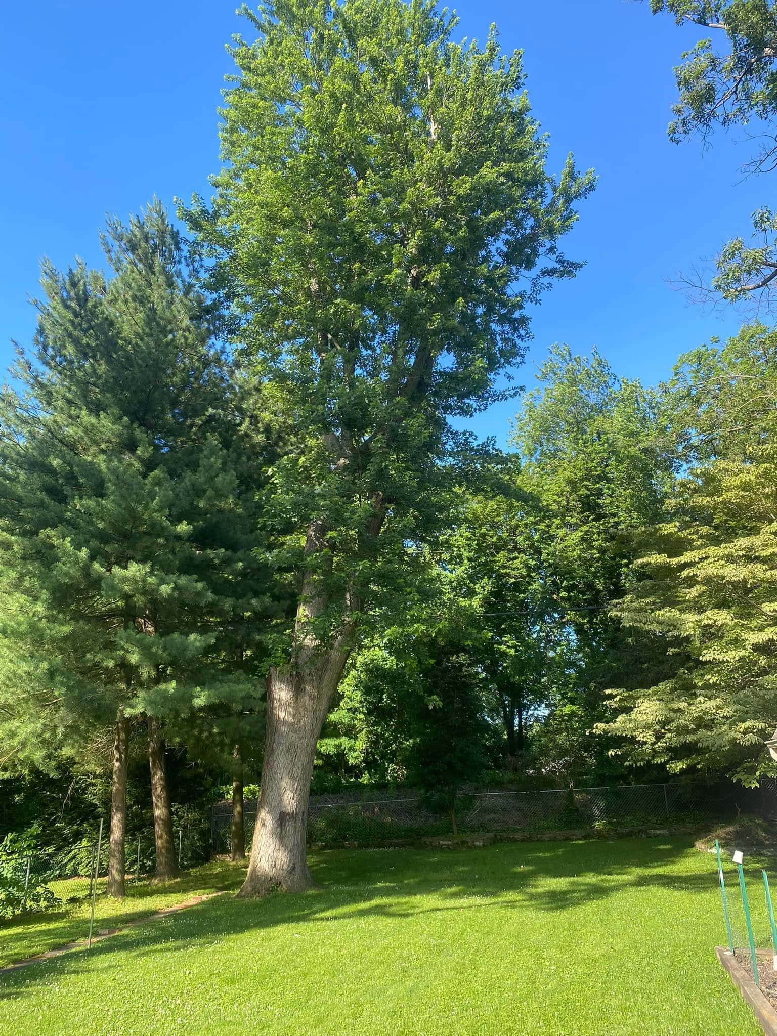 Sunny backyard with a large leafy tree, green grass, and clear blue sky.
