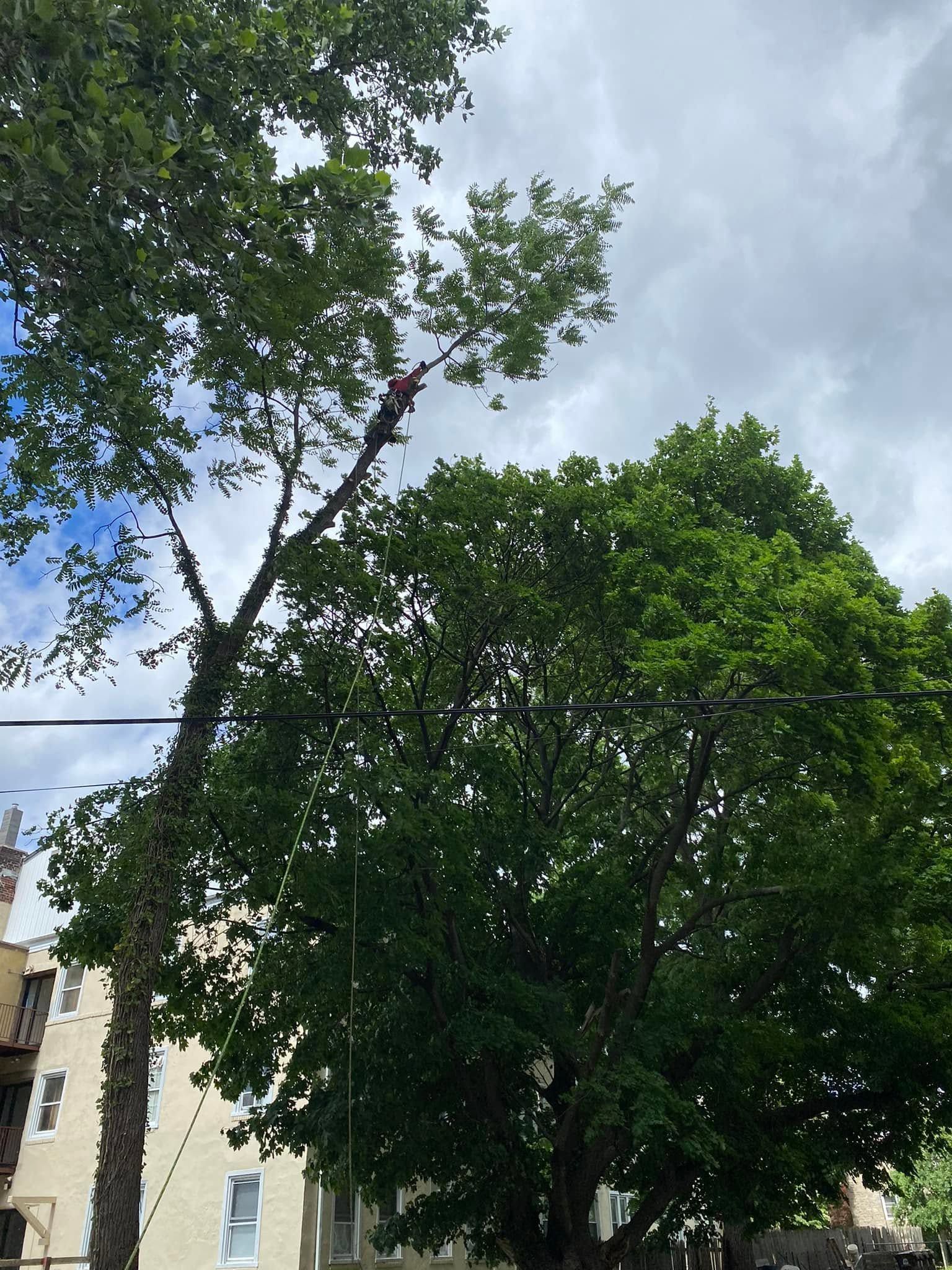Tall leafy tree beside a beige building under a partly cloudy blue sky