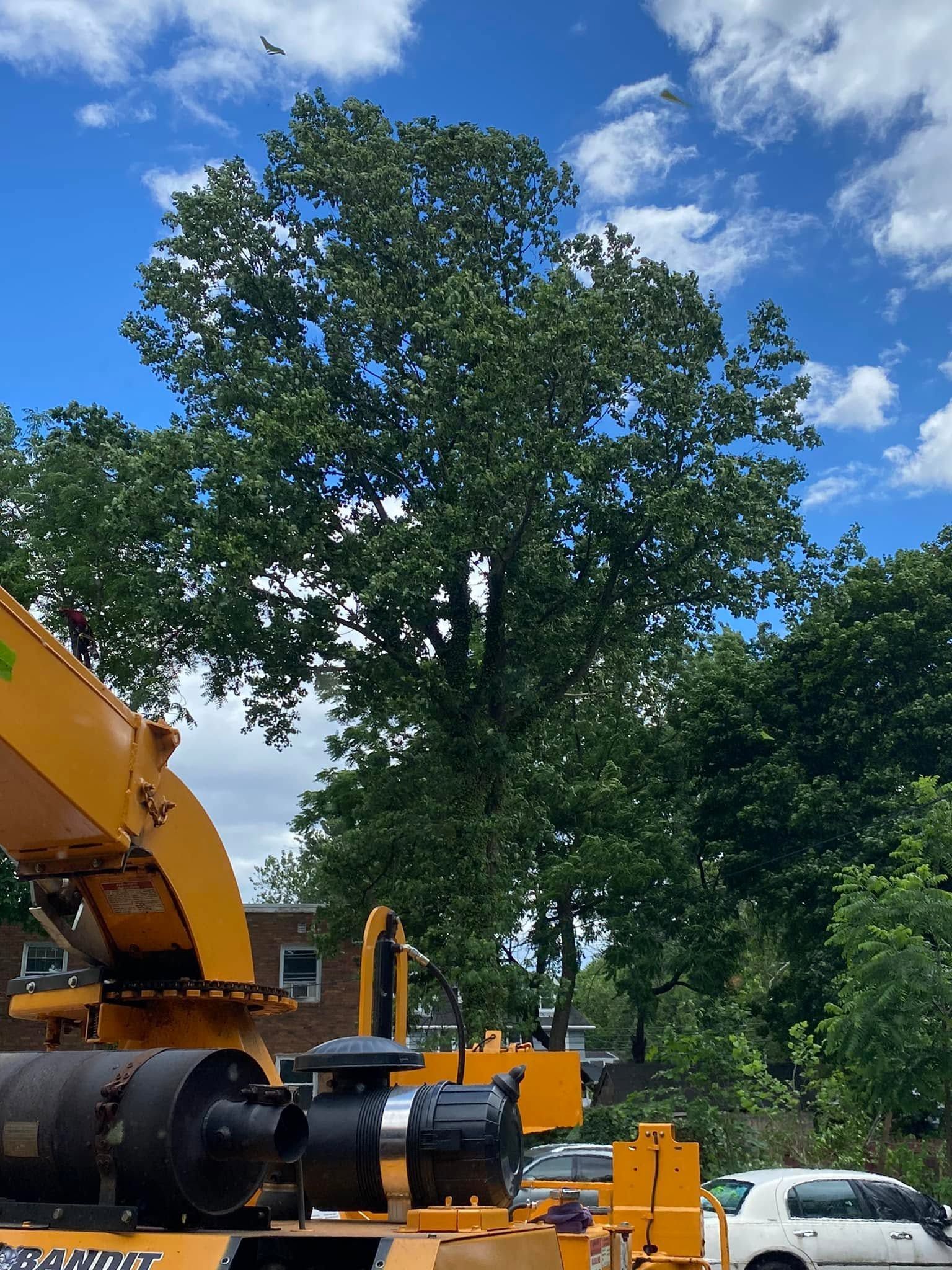 Yellow construction machinery parked by a large green tree under a blue sky