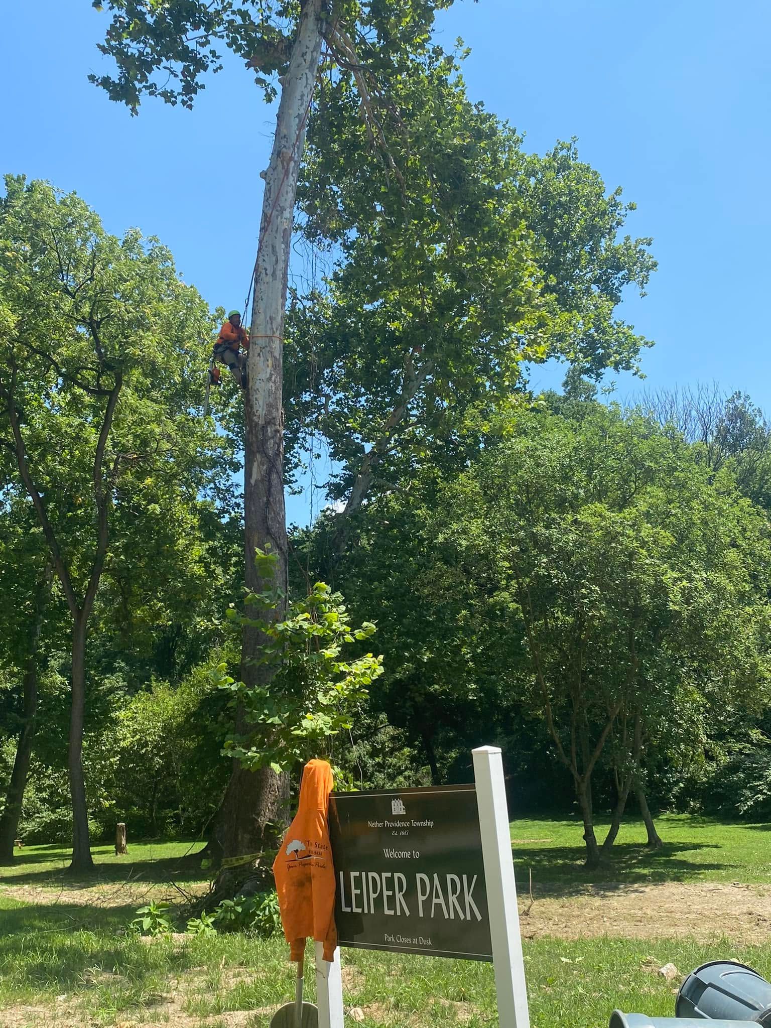 Person in orange gear standing by a park sign near a tall tree under a blue sky
