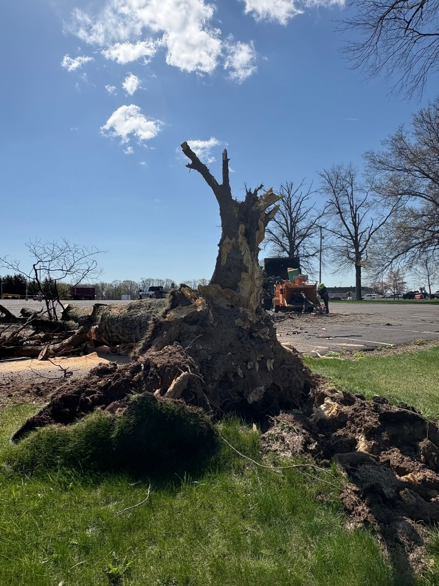Uprooted tree stump in a grassy area under a bright blue sky, with fallen branches and debris nearby