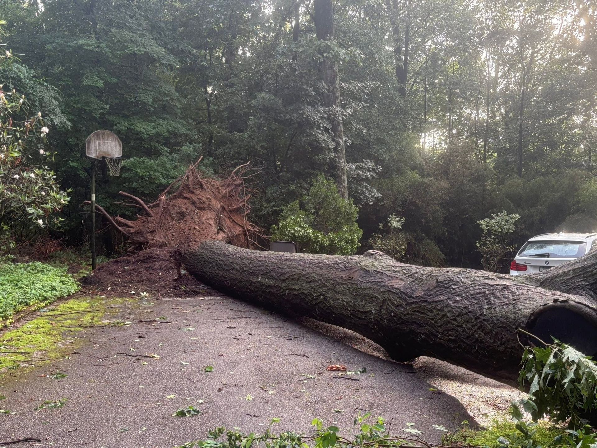 Fallen tree blocking a driveway, with debris and a parked car nearby.