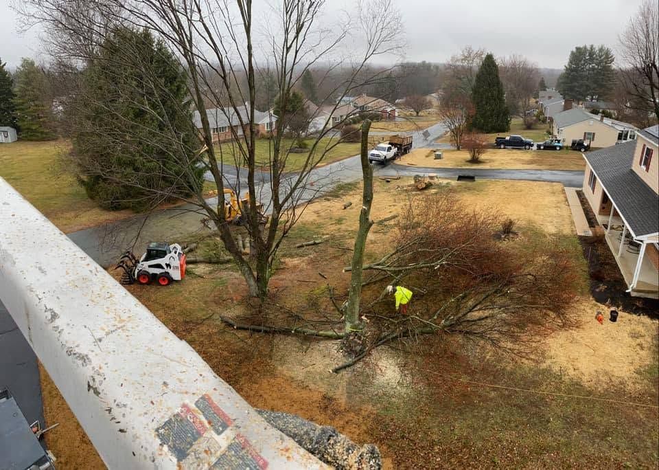 Yard work after a storm, with downed trees, a worker in yellow, and a small utility vehicle near houses