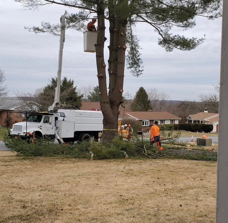 Tree crew trimming a tall pine beside a white truck in a suburban yard.
