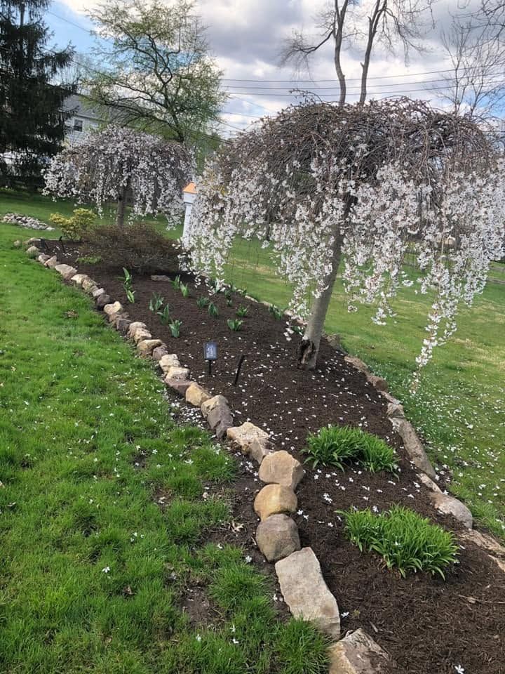 Flowering tree with white blossoms beside a newly planted garden bed edged with stones on a grassy lawn.