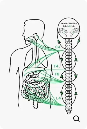 Diagram illustrating the nervous system's connection between the spine, brain, and organs. Green lines show pathways.