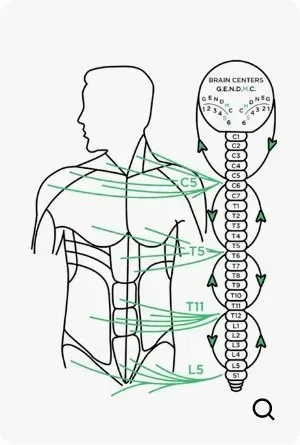 Diagram of a human torso with the spinal column and associated nerve pathways in green.