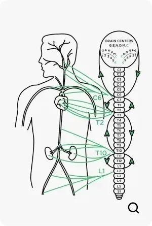 Diagram of a human body, spinal cord, and brain, showing nervous system connections in green.