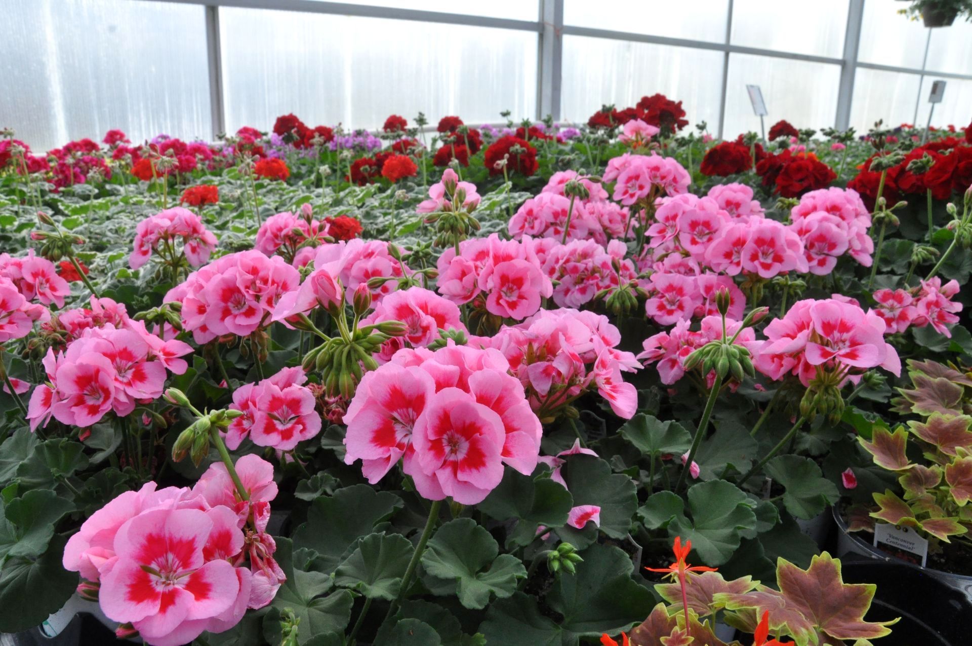 Geraniums