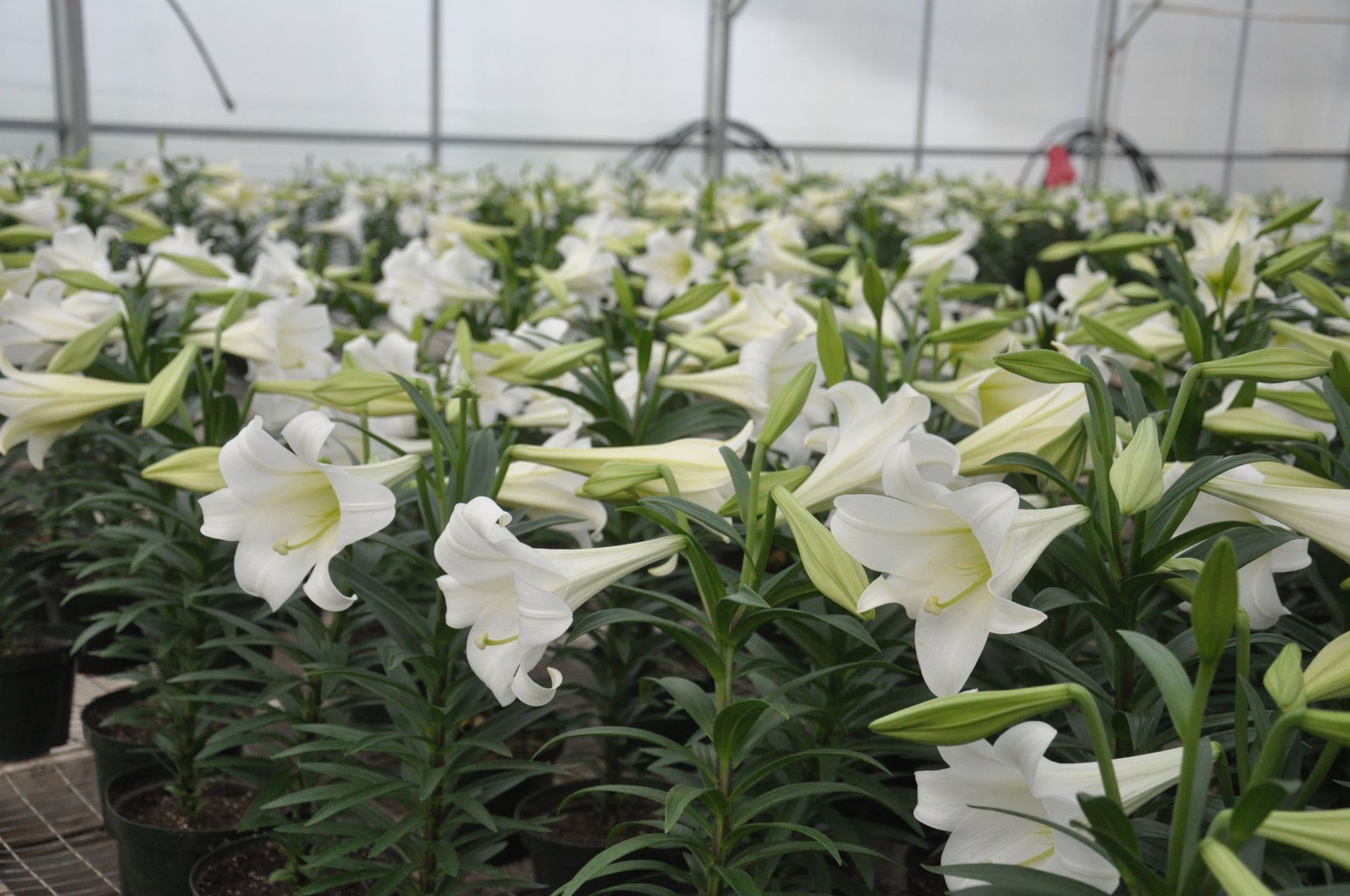 Easter lilies