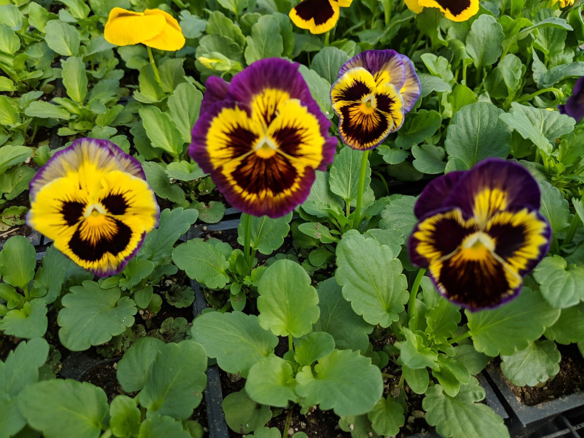Pansy