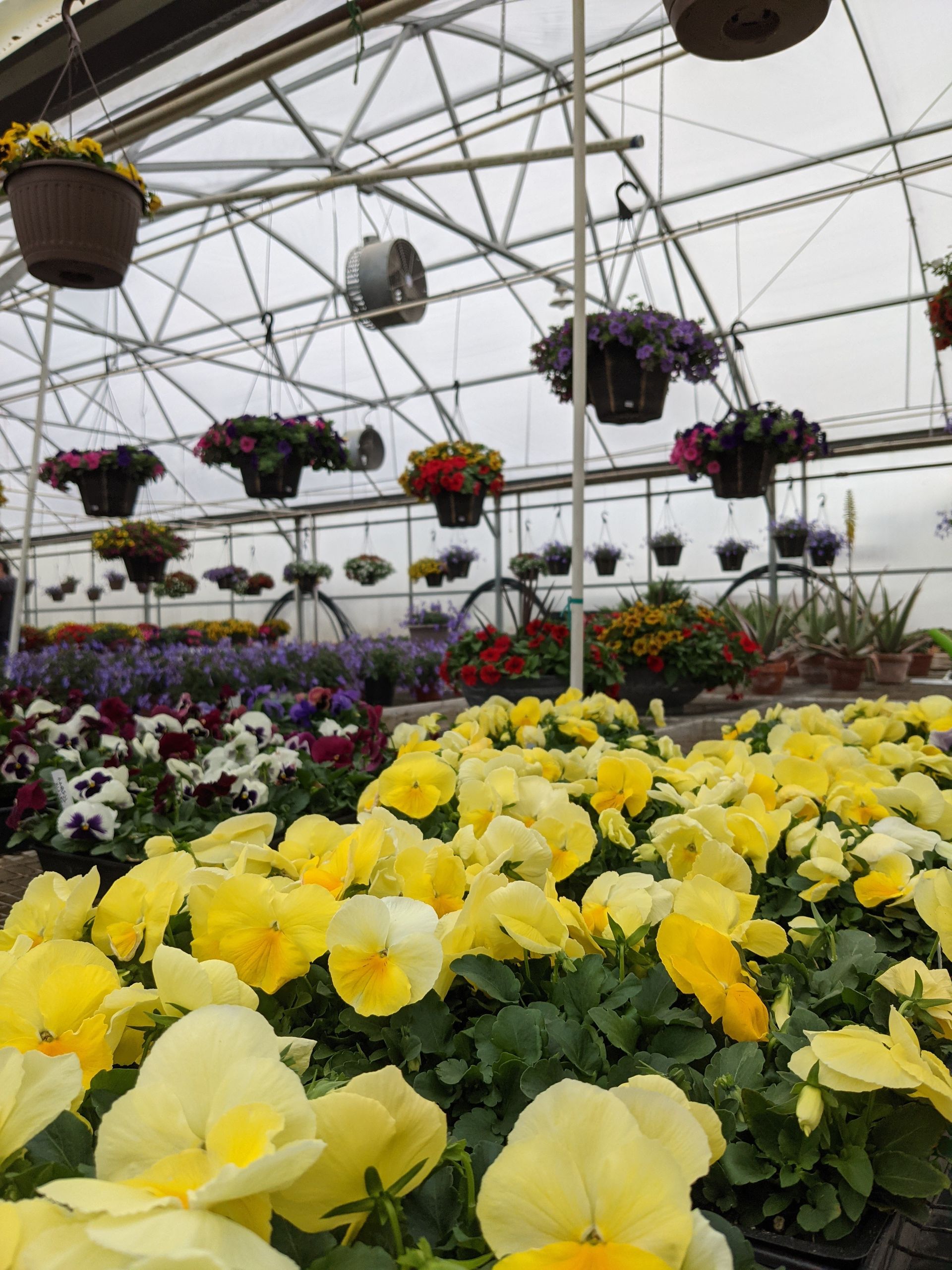 Greenhouse flowers