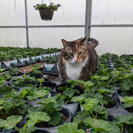 Cat standing between plants