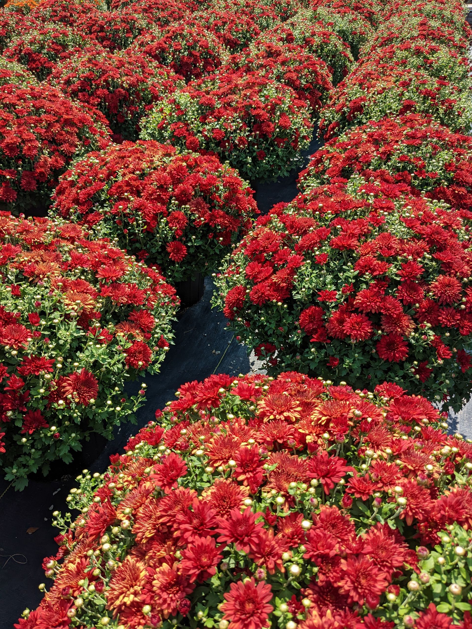 Garden mums