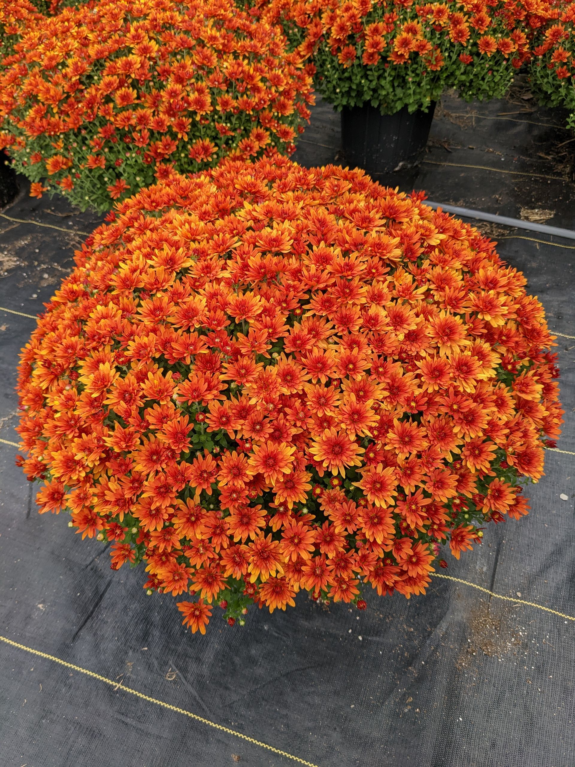 Garden mum