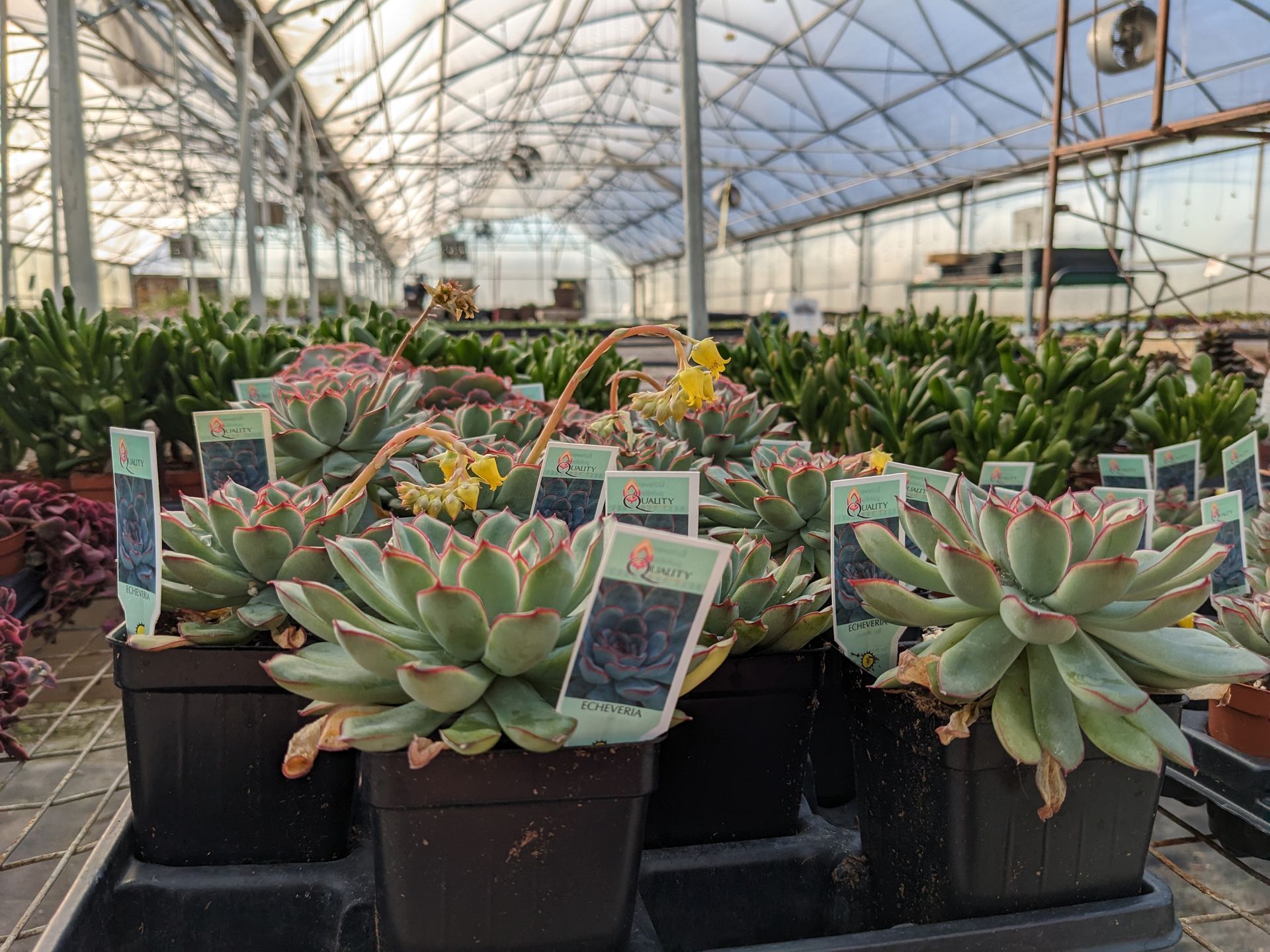Succulent plant