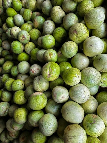 Pile of small green and pale yellow mangoes