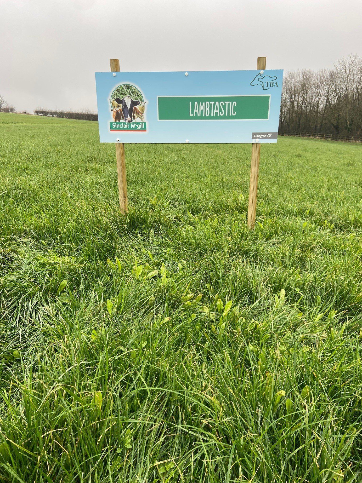 a sign in a field that says lambtastic