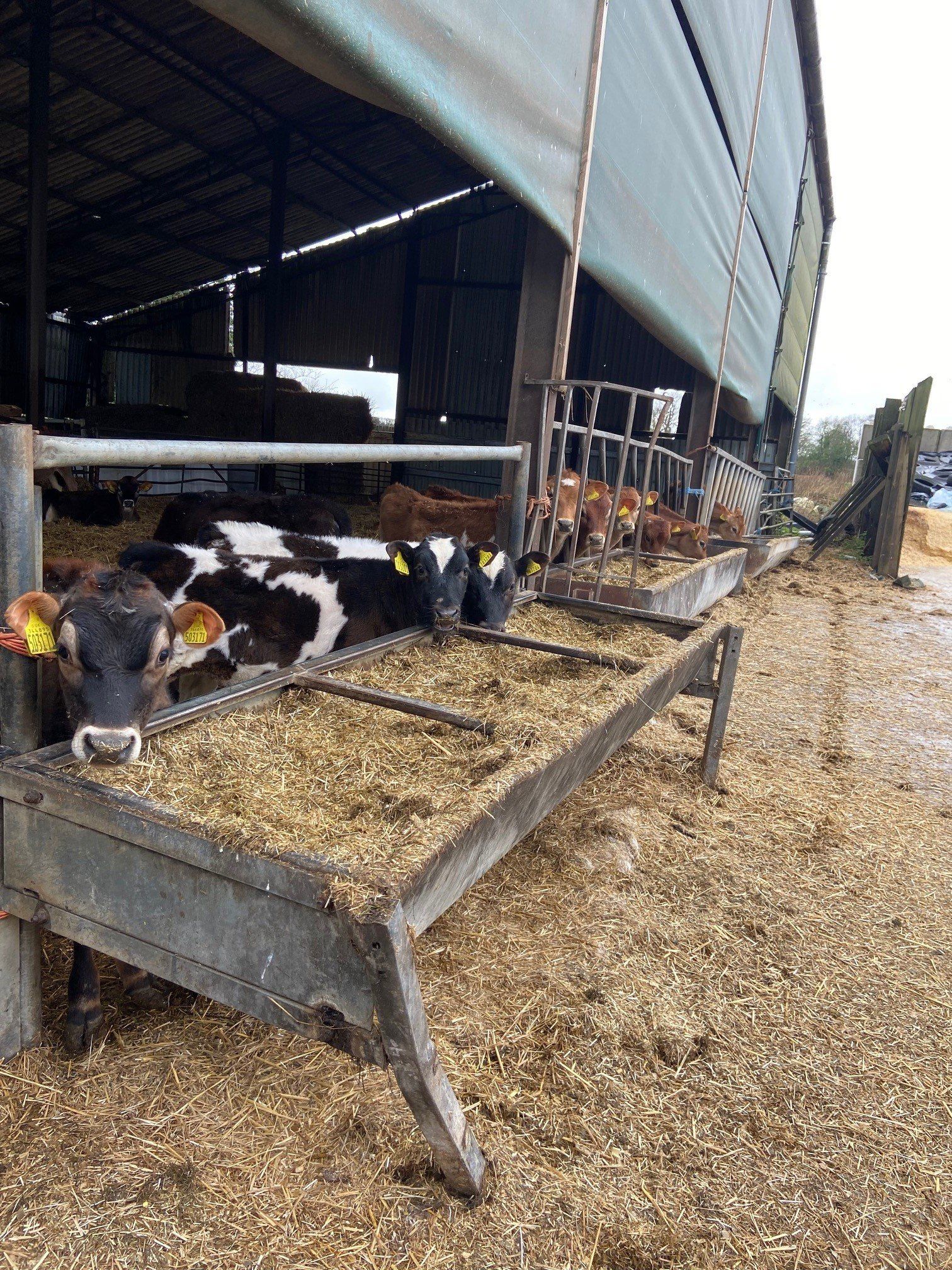 a cow with a yellow tag on its ear is eating hay