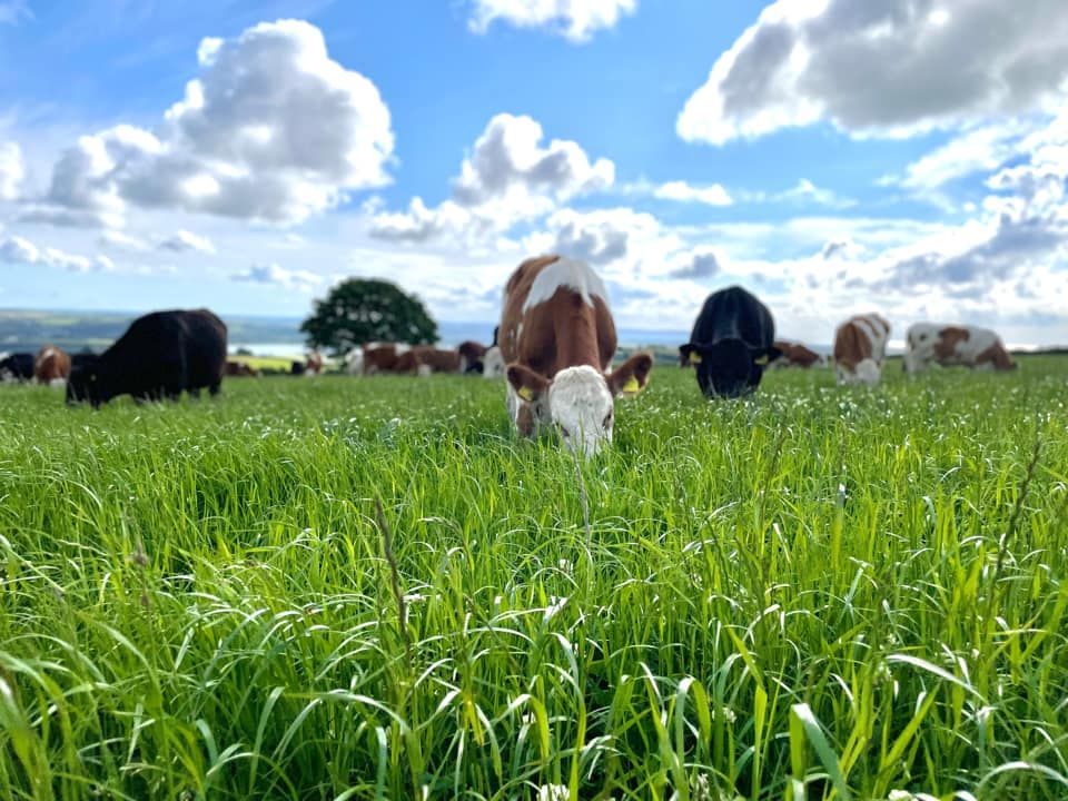 a cow and a sheep are grazing in a grassy field .