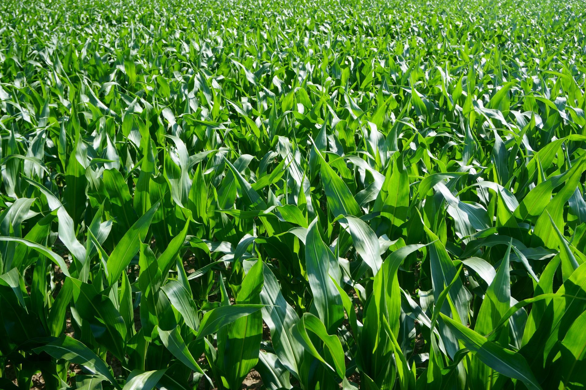 a field of wheat with a blue sky in the background