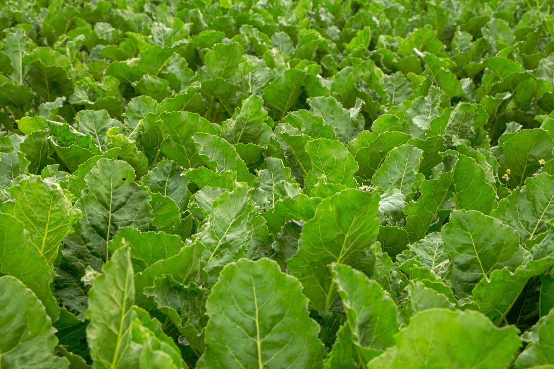 a field of green plants with hills in the background