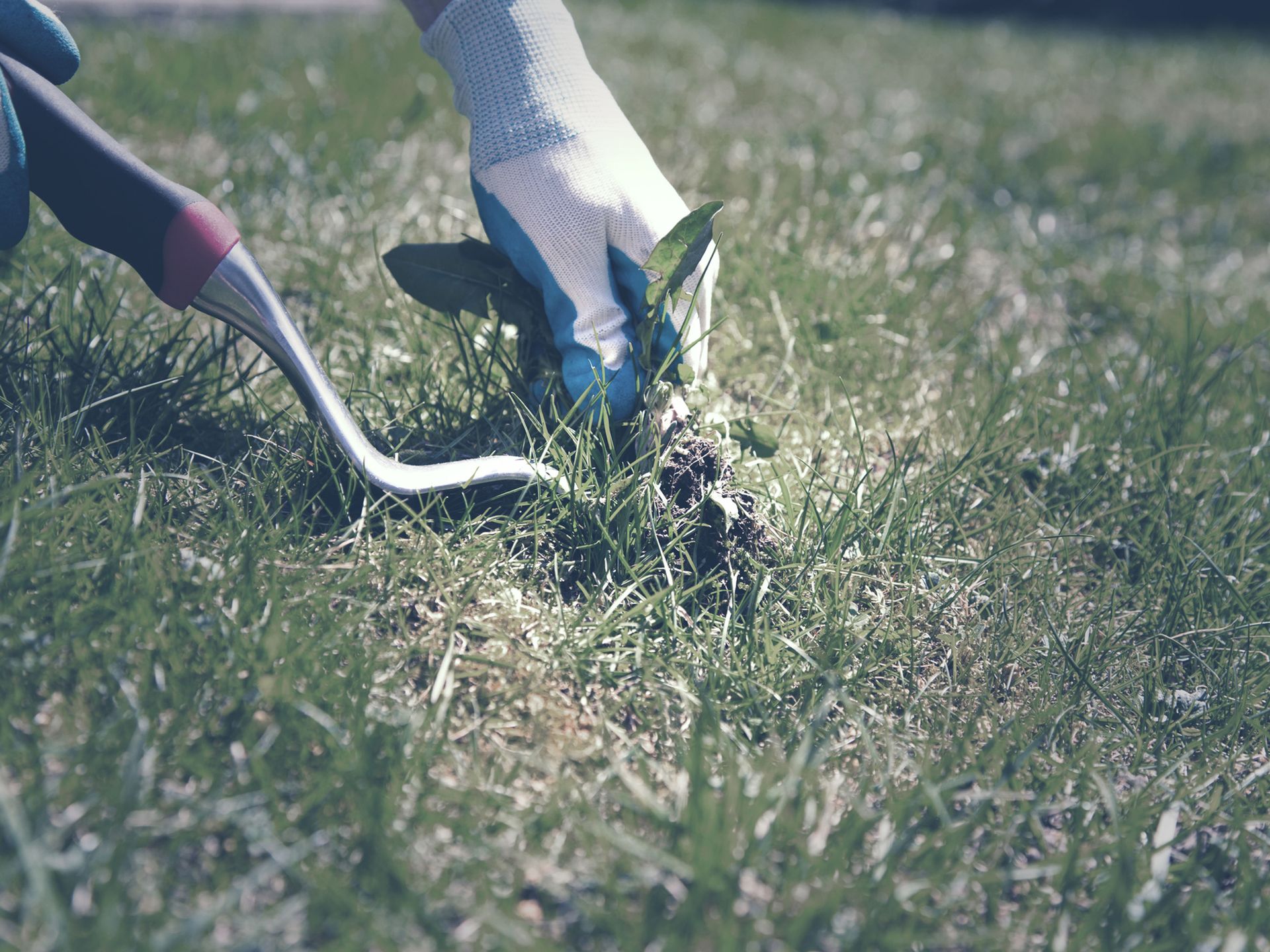 A person is using a tool to remove weeds from a lawn.