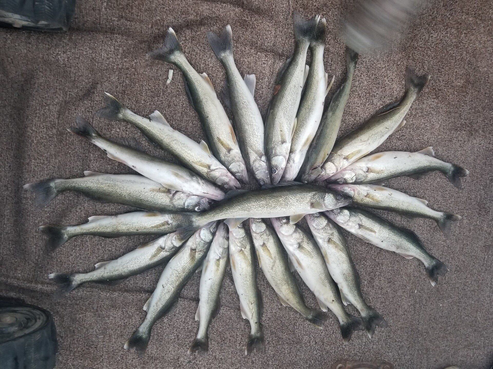 Canada Goose Hunts In the Face Outdoors