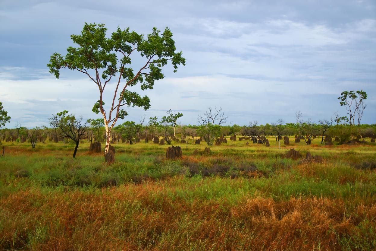 A Tree in the Middle of a Grassy Field — Power & Data Support Services In Normanton, QLD