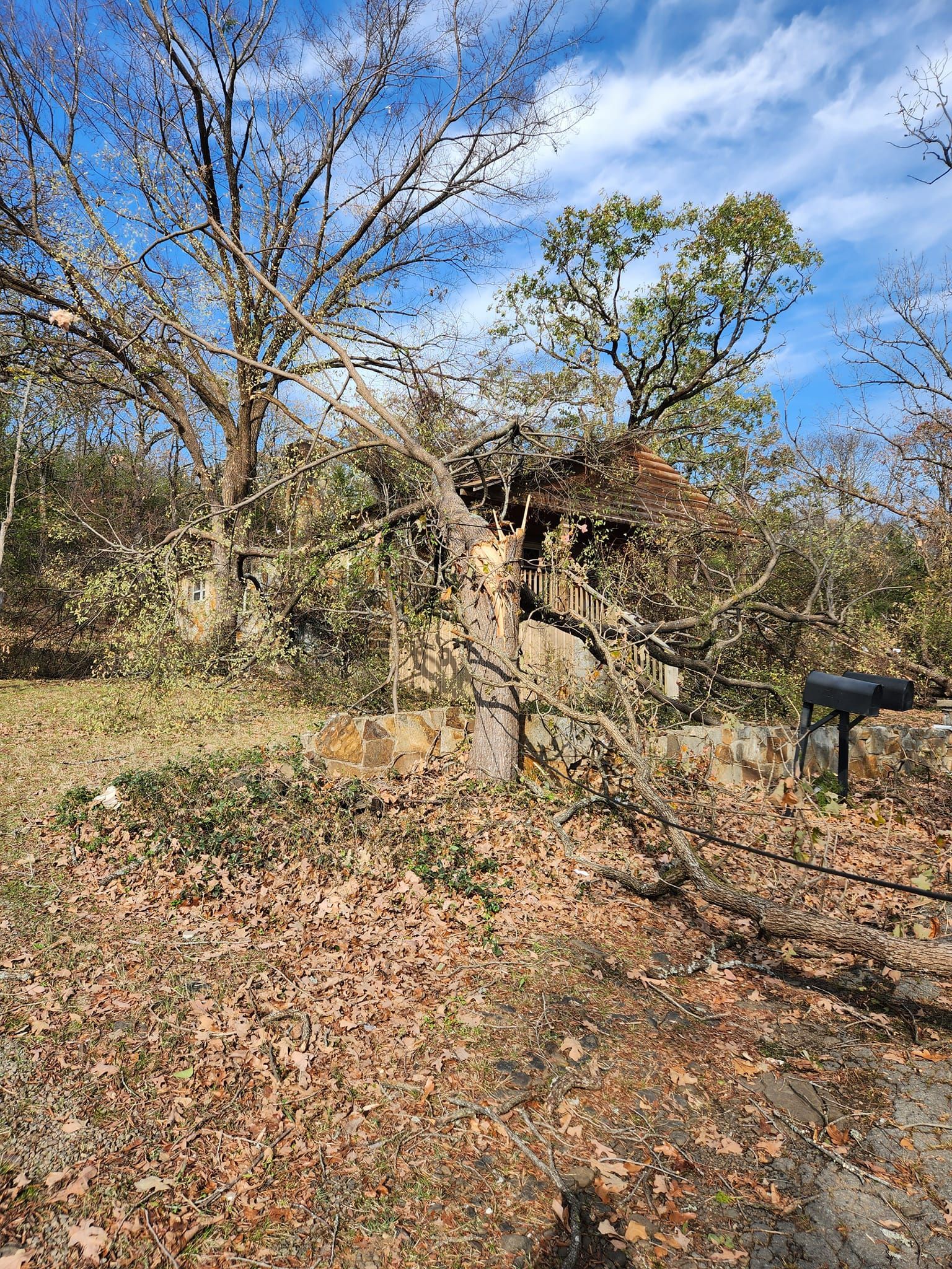 tree damage fixed by Mike Carroll Tree Service