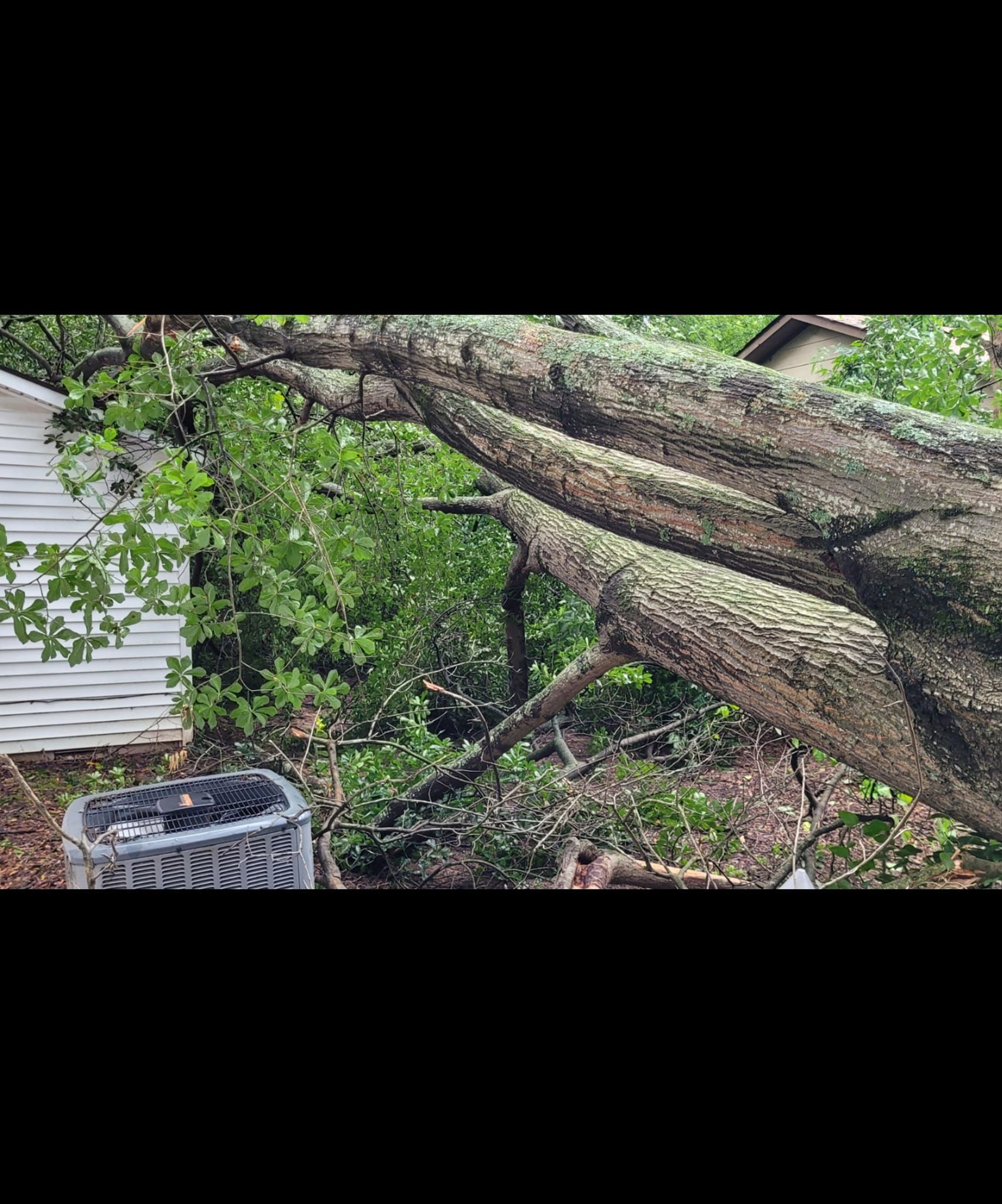 tree damage done in the river valley