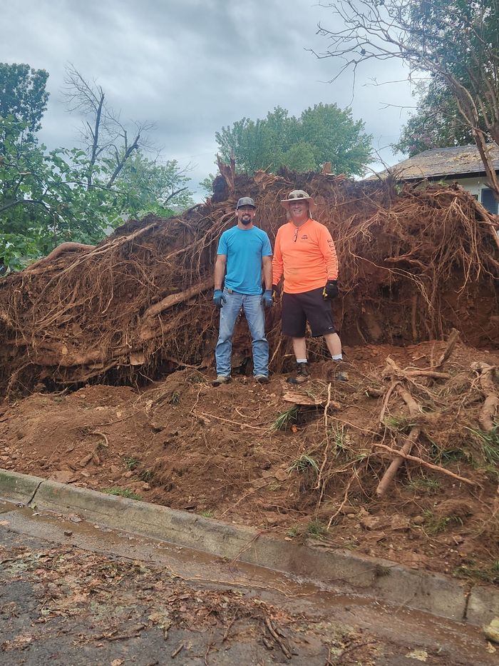 uprooted tree being removed