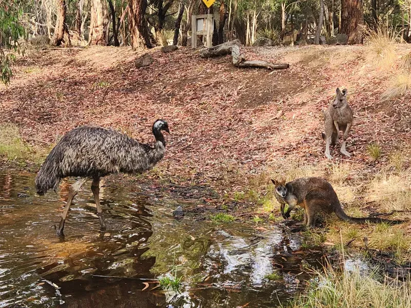 Emu and two kangaroos at a muddy creek in a wooded area