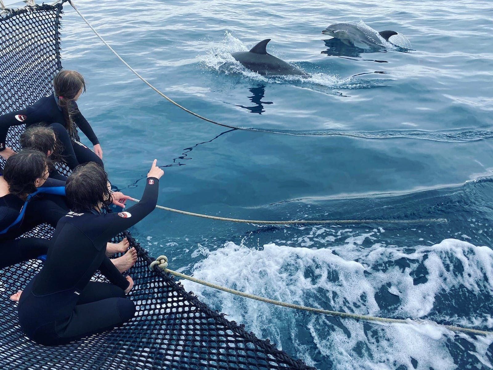 People on a boat watch dolphins swimming beside them in blue water