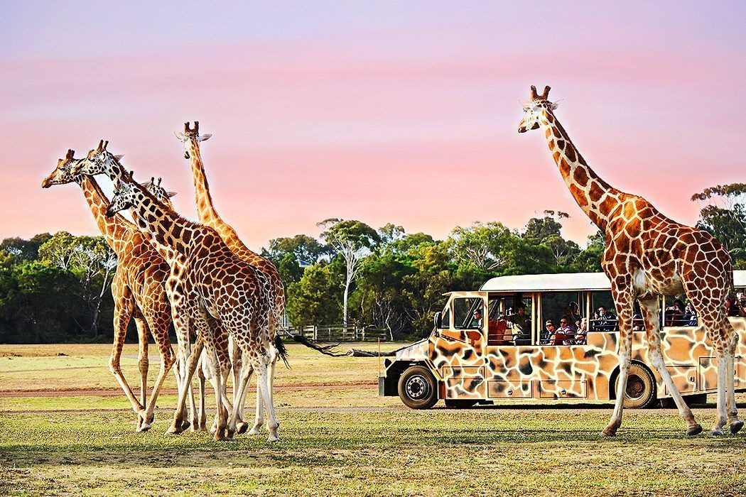 Three giraffes beside a camouflaged safari vehicle in a grassy field at sunset