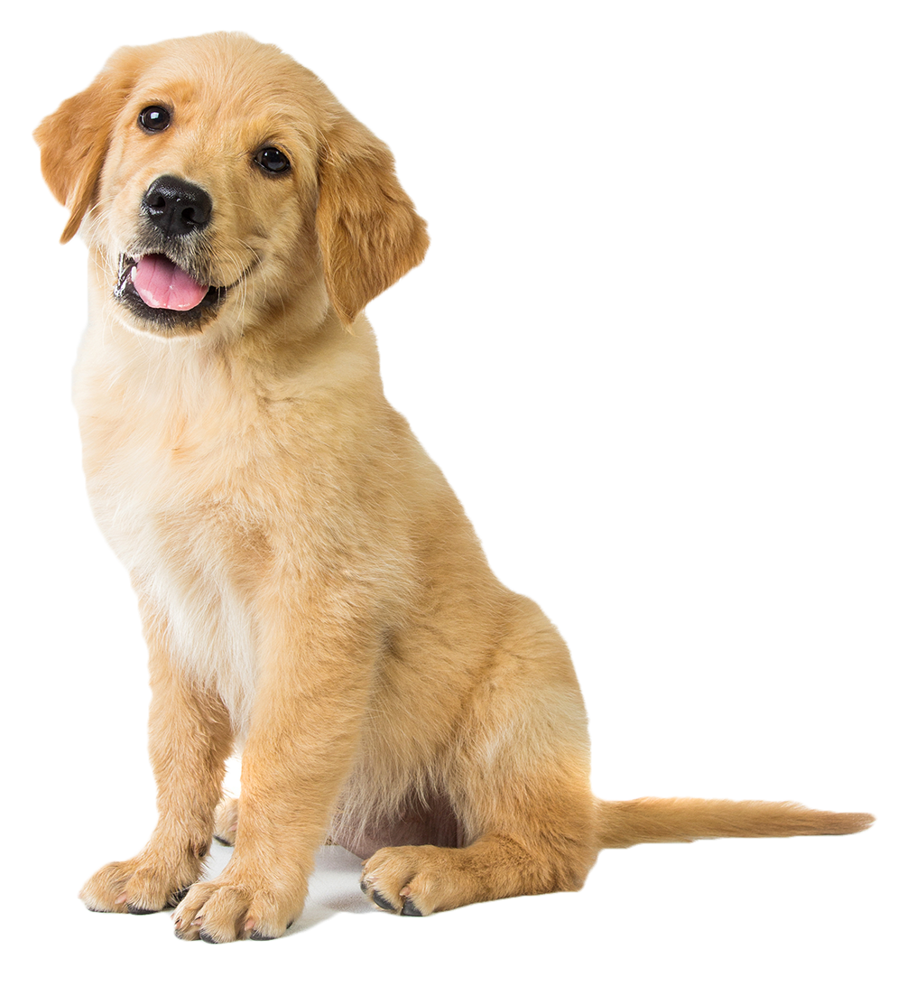 Golden Retriever Welpe