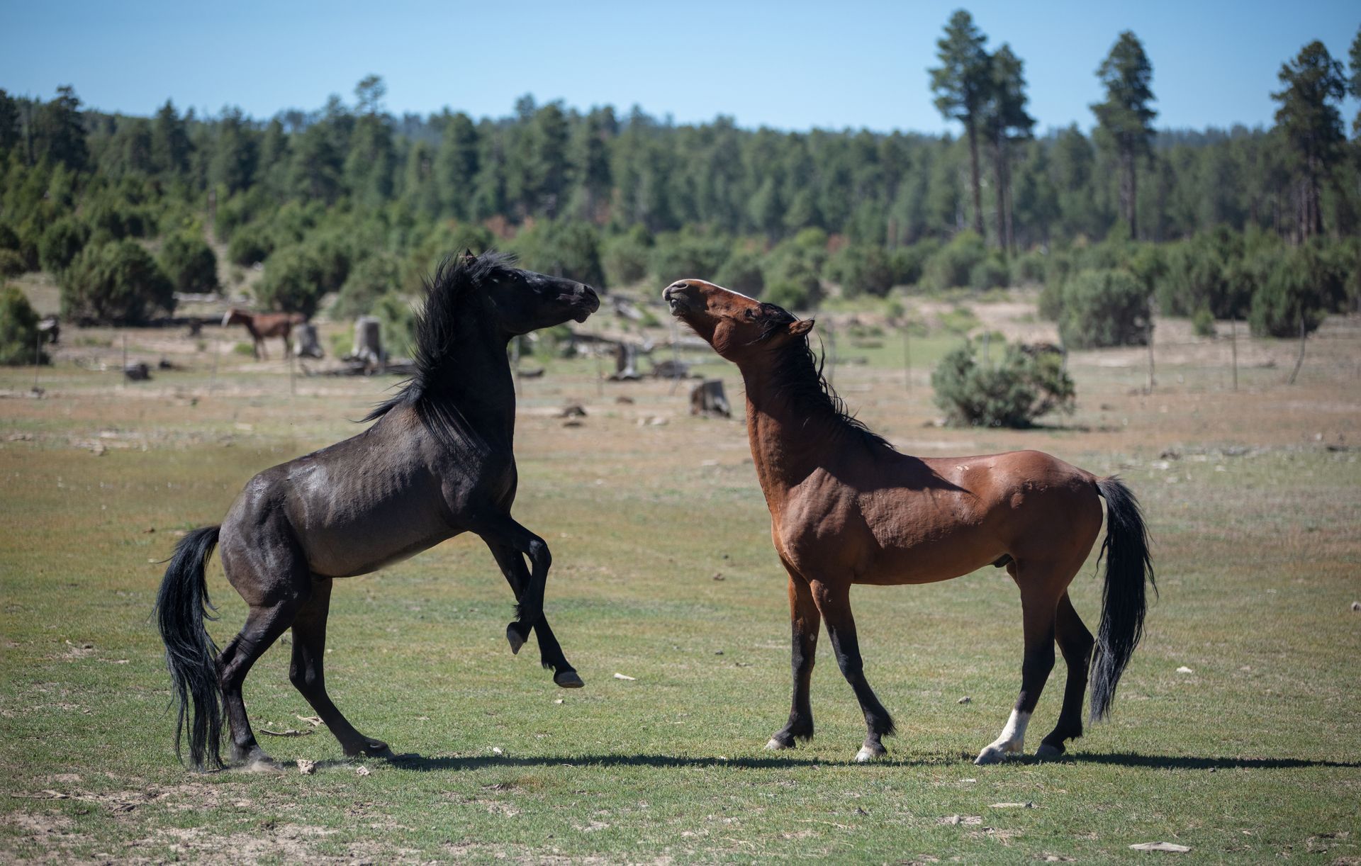 Two horses rearing on a grassy field with trees in the background