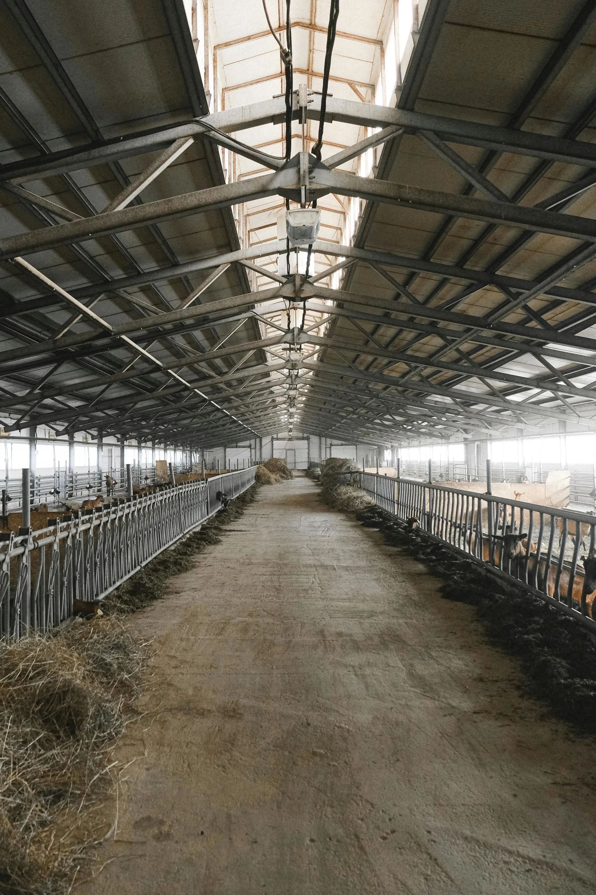 Livestock barn interior with metal feed rail corridor