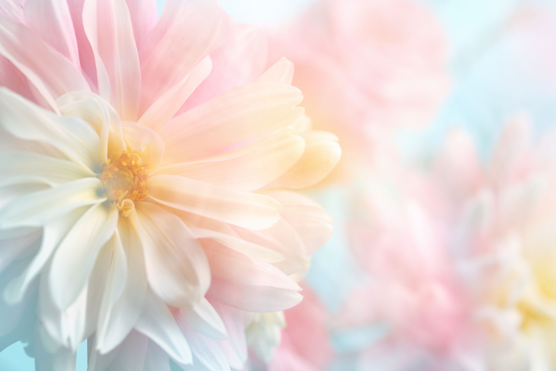 Zarte, pastellfarbene Dahlie mit weißen Blütenblättern und warmgelber Mitte vor einem verschwommenen rosa-blauen Hintergrund