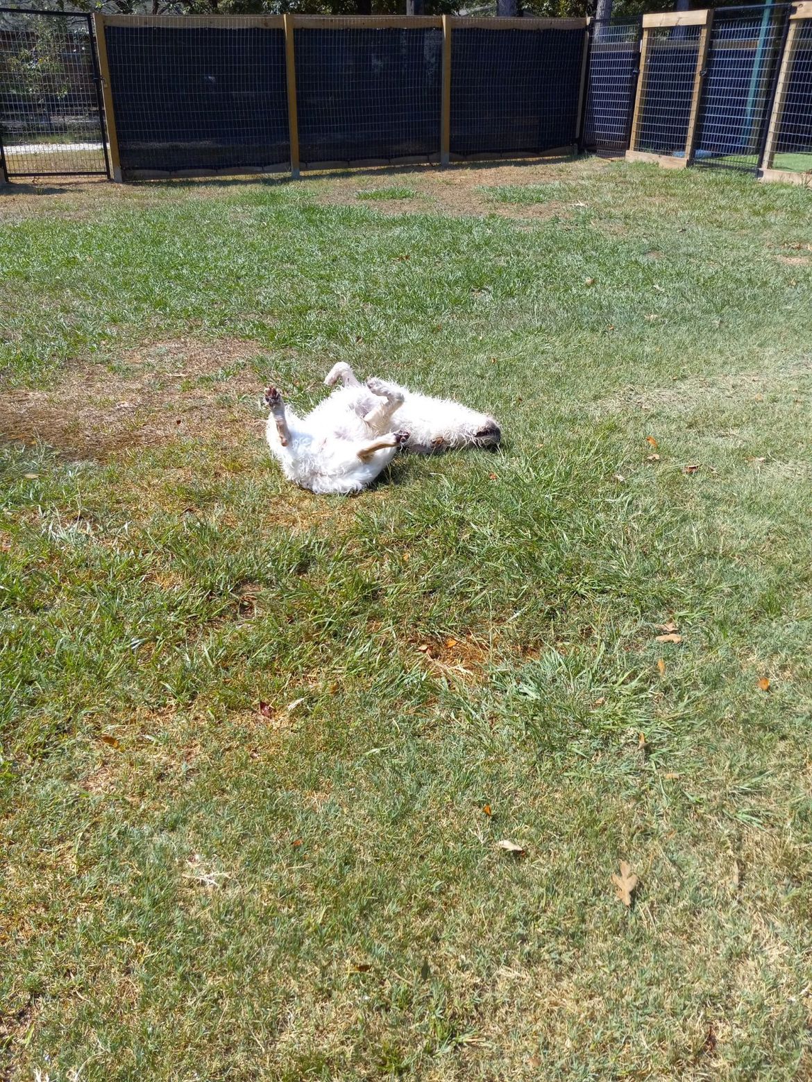 A dog is laying on its back in the grass.