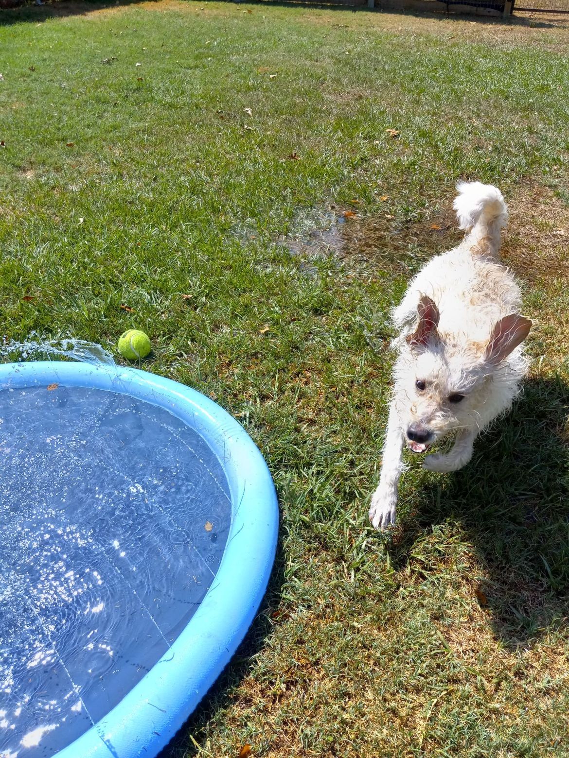 A white dog is running towards a pool of water.