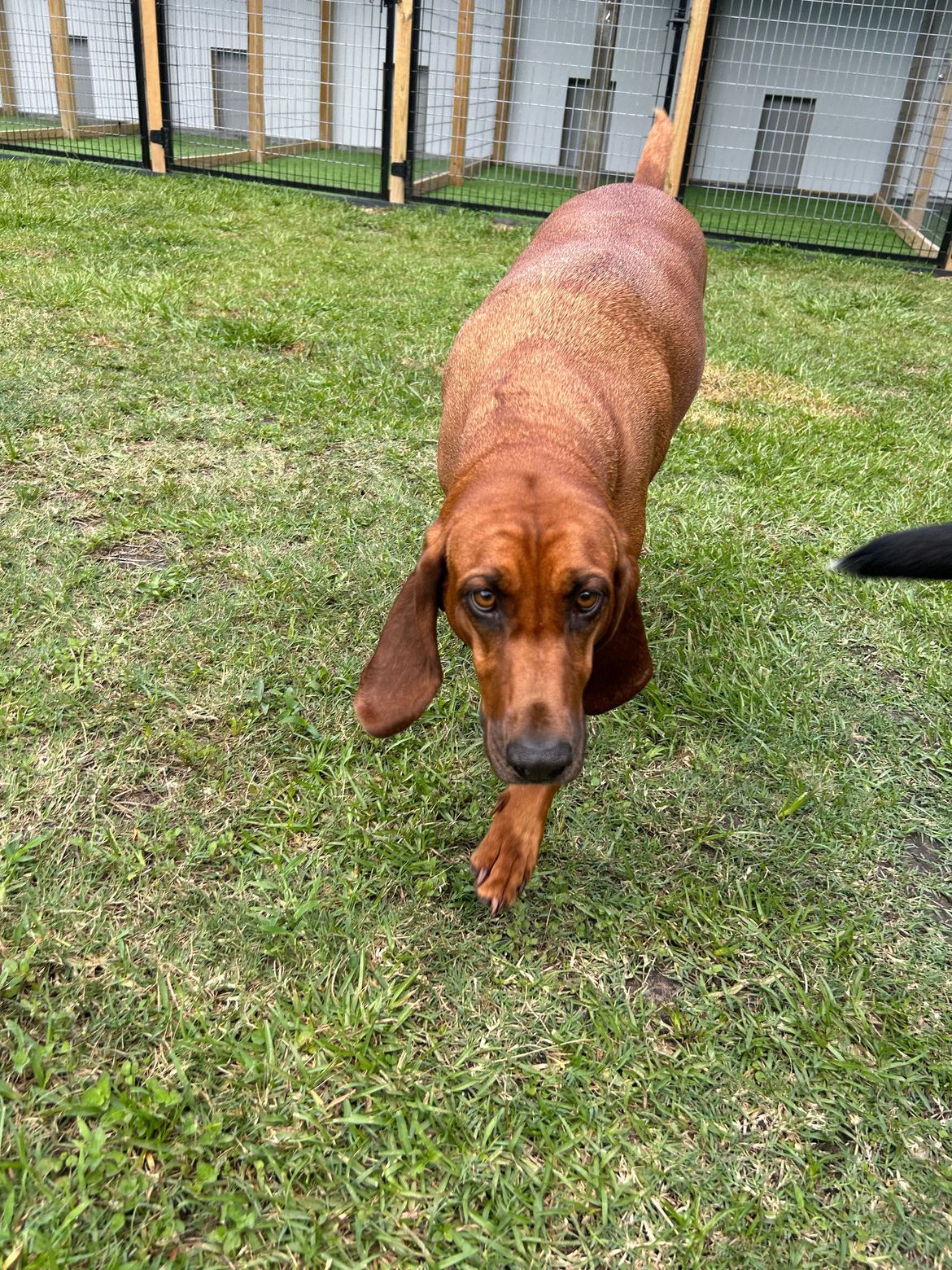 A brown dog is walking on a lush green field.