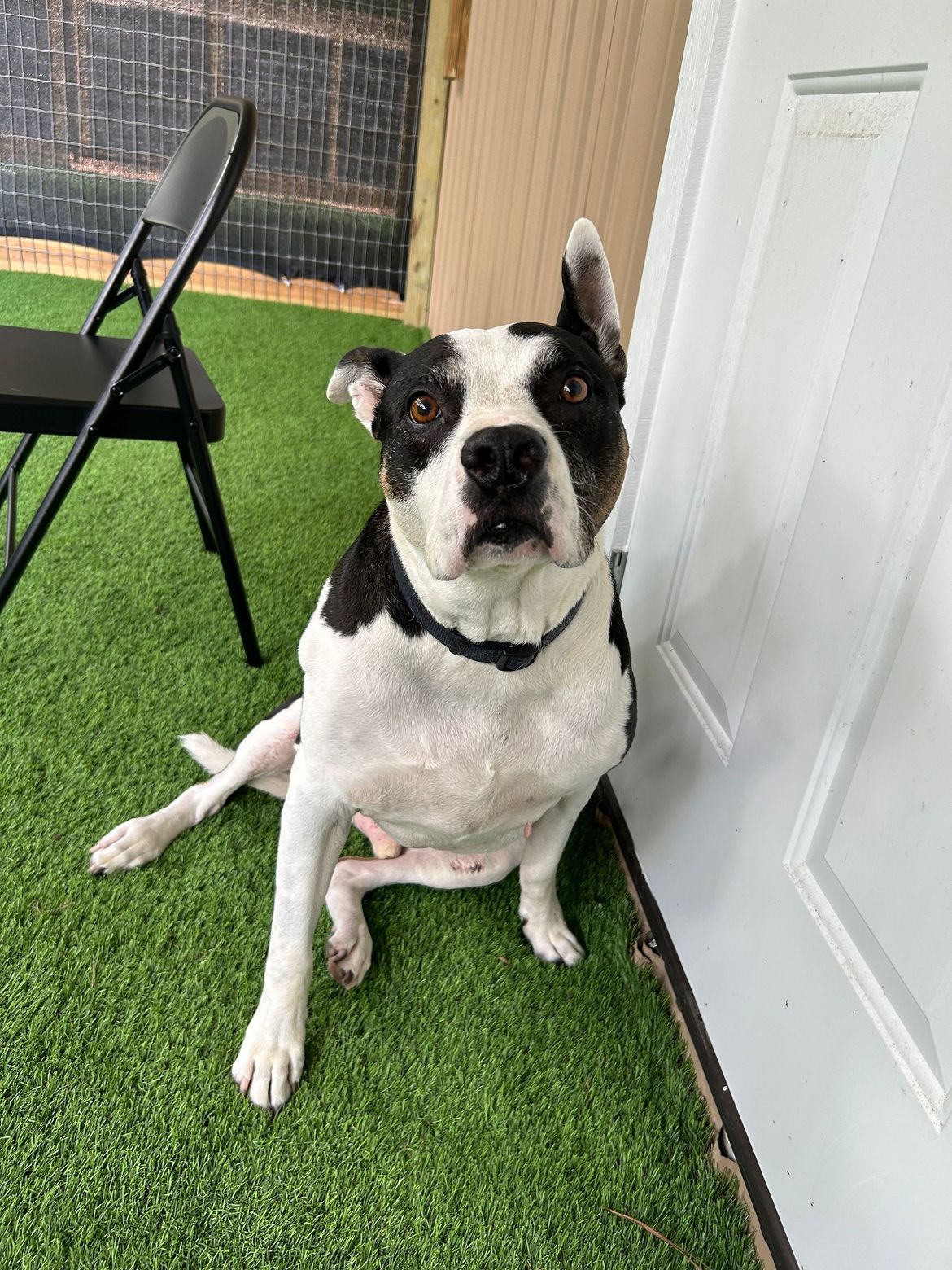 A black and white dog is sitting on the grass next to a door.
